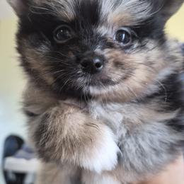 Cowboy - Blue merle male Pomeranian puppy in Billings, Montana from Magic City Poms