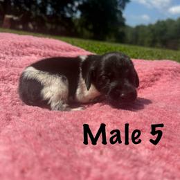 Jed - Liver and white male German Shorthaired Pointer puppy in Axton, Virginia from Red Clay Kennels