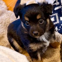 Daisy - Black tri female Miniature Australian Shepherd puppy in Harpers Ferry, West Virginia from Carter's Cuties