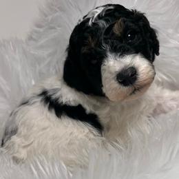 Snowball - Black female Poodle puppy in Clarkston, Washington from Doodle & Poodle Palace