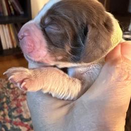 Surprise (green collar) - Tri-Roan female English Springer Spaniel puppy in Statesville, North Carolina from Rockin’ Slow Farms