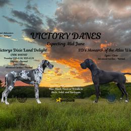 Great Dane puppies from Victory Danes