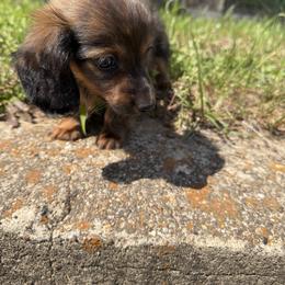 Boy 1 - Black and tan male Dachshund puppy in Mount Pleasant, Texas from Swaffords Dachshund Kingdom