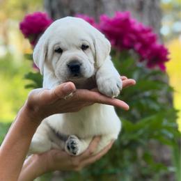 Doc - Yellow male Labrador Retriever puppy in Cave Junction, Oregon from Serenity Labradors