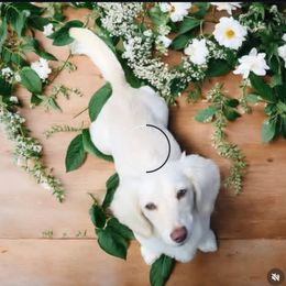 Dachshund puppies from Little Valley Puppies