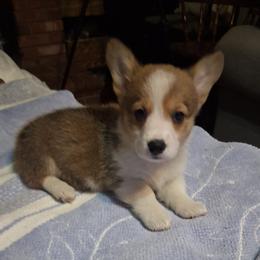 Loreal - Red female Pembroke Welsh Corgi puppy in Gaffney, South Carolina from Battlefield Kennels