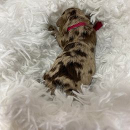 Cavapoo and Cockapoo Puppies from Faith, Hope, and Doodles