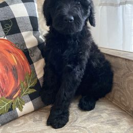 Goldendoodle Puppies from C.P. Puppy Buddies
