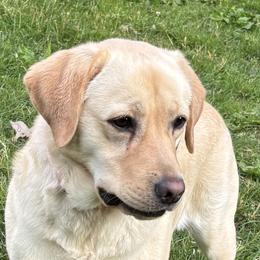 Livia - Labrador Retriever