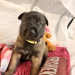 Yellow - Fawn sable male Belgian Malinois puppy in Boise, Idaho from Wings of Freedom Retrievers and Malinois