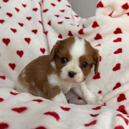 Hey Jude - Blenheim male Cavalier King Charles Spaniel puppy in Rockville, Maryland from Skais the Limit