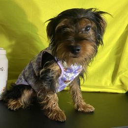 Girl 1 - Black and gold female Yorkshire Terrier puppy in Marion, Indiana from Thomas Terriers