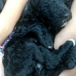 Poodle Puppies from Heart and Soul Standard Poodles