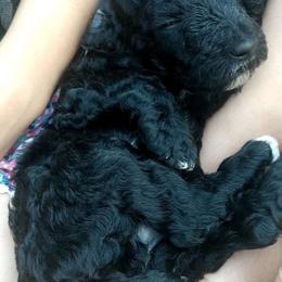 Poodle Puppies from Heart and Soul Standard Poodles