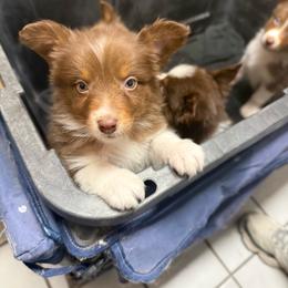 Arbor - Red tri-color male Australian Shepherd puppy in Tucson, Arizona from Soqui Ortiz Cattle Ranch