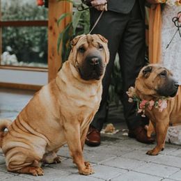 Chinese Shar-Pei from Dee Dee Wells's Chinese Shar-Pei