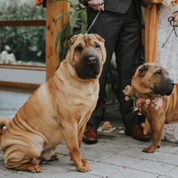 Chinese Shar-Pei from Dee Dee Wells's Chinese Shar-Pei