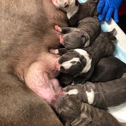 American Bully Puppies from Bolt Action Kennel
