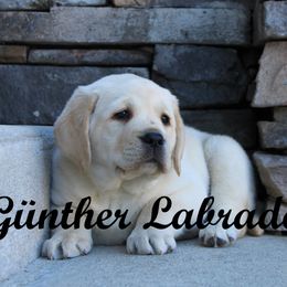 Labrador Retriever Puppies from Günther Labradors