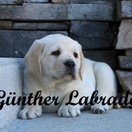 Labrador Retriever Puppies from Günther Labradors