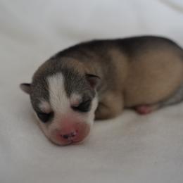 Phoenix - Sable and white male Siberian Husky puppy in Wiscasset, Maine from Running with Huskies