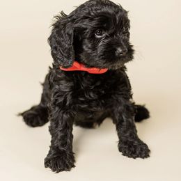 Zion - Black male Cavapoo puppy in New River, Arizona from Catella Cavaliers and Cavapoos
