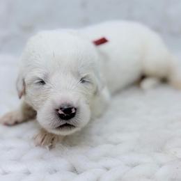 Doug - Red Collar - White male Great Pyrenees puppy in San Marcos, California from Faith Family Freedom Farm