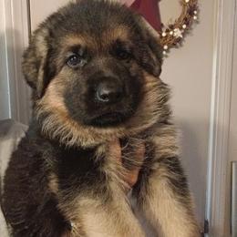 Male - Black and red male German Shepherd puppy in Gustavus, Ohio from Cross Kreek Kennels
