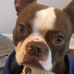 Boston Terriers from Nine Acre Boston's