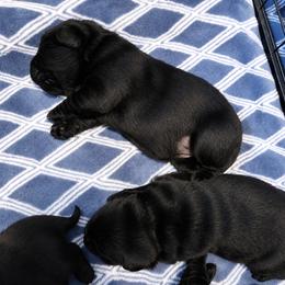 Moose - Black male Labrador Retriever puppy in Braselton, Georgia from Bel Amour