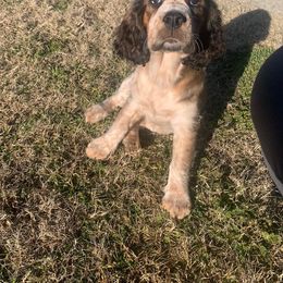 English Springer Spaniel Puppies from Sweet Southern Spaniels