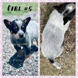 Girl 5 - Blue speckled female Australian Cattle Dog puppy in Prague, Oklahoma from S&B Cattle Co.
