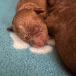April - Red Cavapoo puppy in Atlantic County, New Jersey from Sweet Doodles and Poos