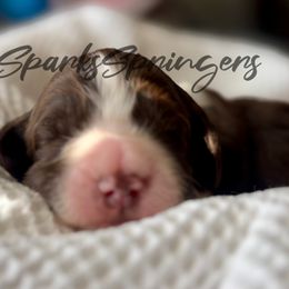 English Springer Spaniel Puppies from Sparks Springer Spaniels