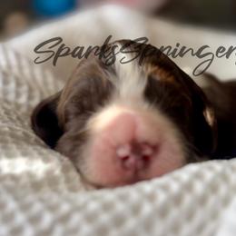English Springer Spaniel Puppies from Sparks Springer Spaniels