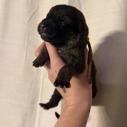 Gunner - Sable male German Shepherd puppy in Beryl, Utah from Von Den Mächtigen Kennels