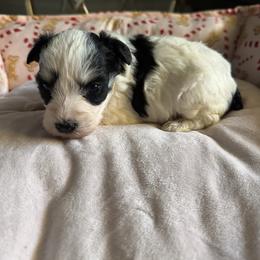 Carlee - Parti female Miniature Schnauzer puppy in Pearland, Texas from K & S Schnauzers