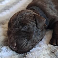 Boykin Spaniel Puppies from DrWatson Boykin Spaniels