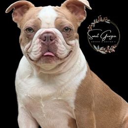 Loki - Boston Terrier