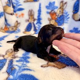 Mercutio - Black and tan male Dachshund puppy in Nampa, Idaho from 208 Wiener Wiggle Butts LLC