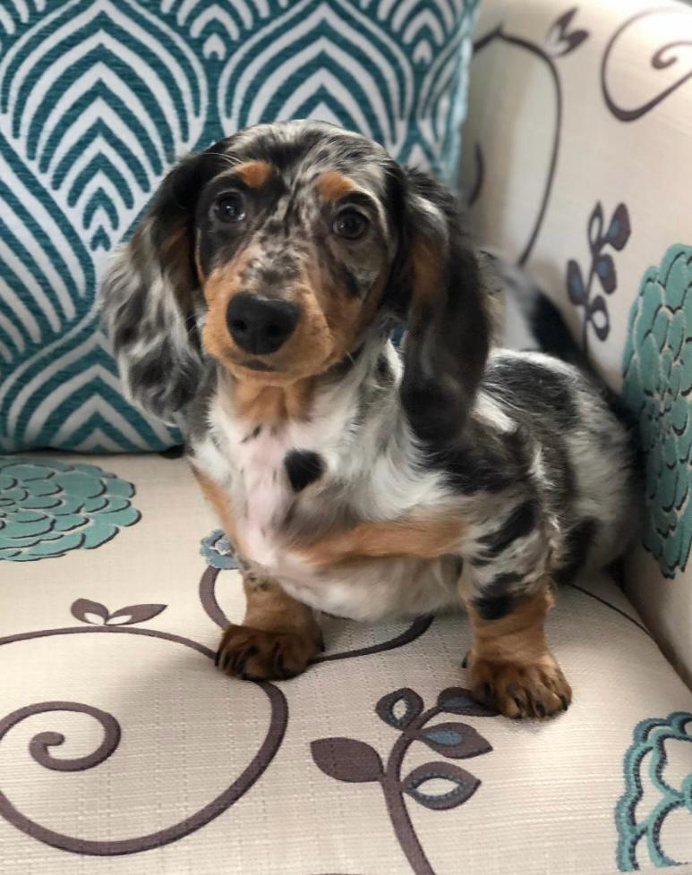 ROSIE - AKC