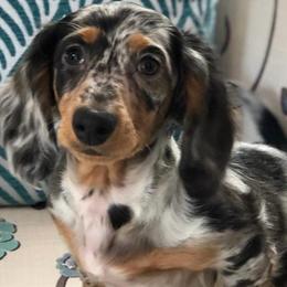 ROSIE - Dachshund