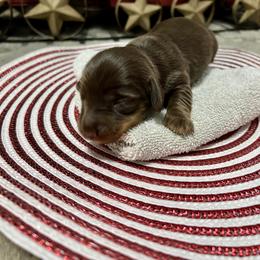 Dachshund Puppies from Honey Creek Doxies