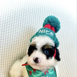 CINNAMON - Tri-color female Bernedoodle puppy in Houston, Texas from Pia’s Doodle Poodle Wag