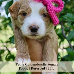 Poppy - Red  female Goldendoodle puppy in Comanche, Texas from Central Texas Doodles, LLC.
