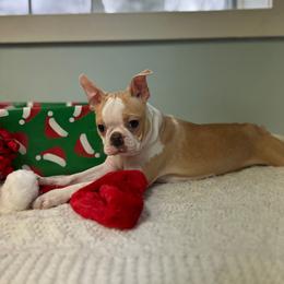 Beamer - Seal and white male Boston Terrier puppy in Newaygo, Michigan from Michigan Boston Terriers