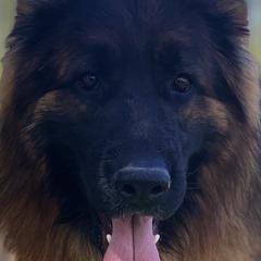 Quorra - German Shepherd