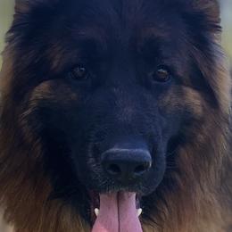 Quorra - German Shepherd