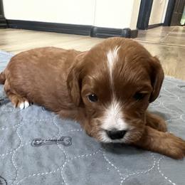 Bowie - Red male Cavapoo puppy in Glendale, Arizona from Dashing Dogs