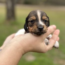 Aeidon - Piebald male Dachshund puppy in Troup, Texas from East Texas Dachshunds